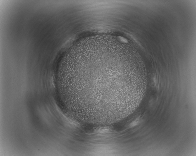 X0000067900643200604131355