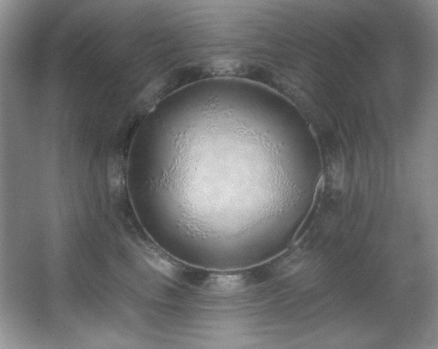 X0000067900665200604131356