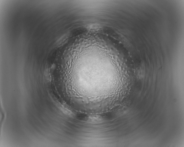 X0000067900666200604131356