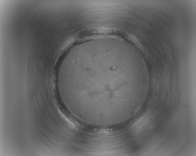 X0000067900683200604131355