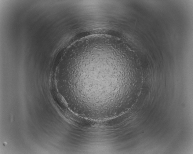 X0000067900742200604131354