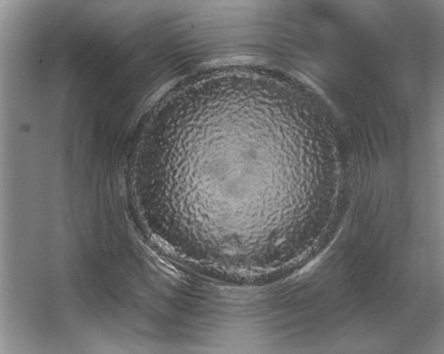 X0000067900921200604131350