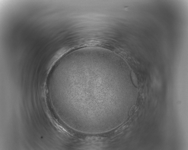 X0000067900242200604171410