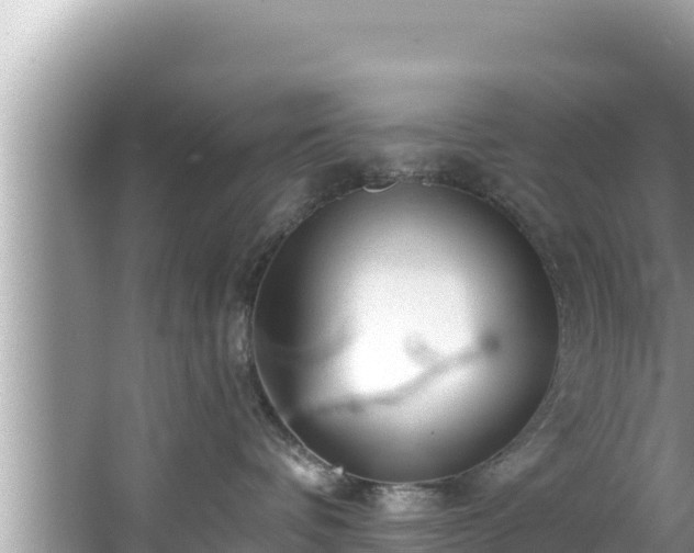 X0000067900336200604171409