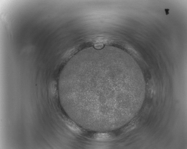 X0000067900361200604171409