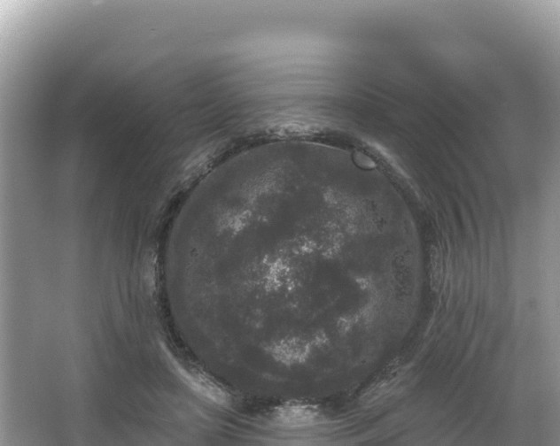 X0000067900451200604171407