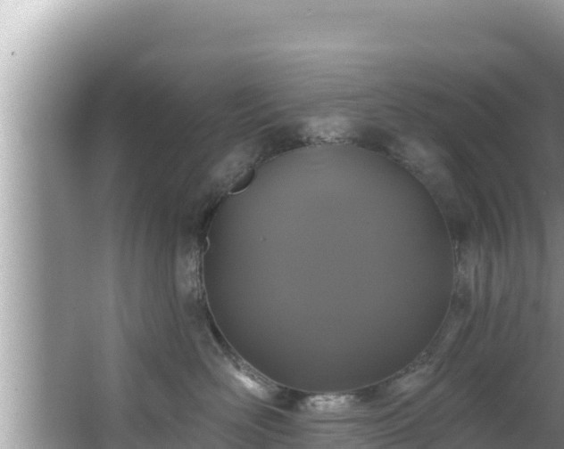 X0000067900526200604171406