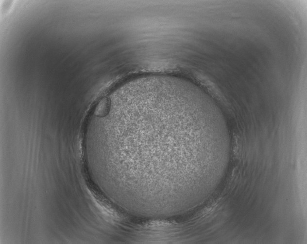 X0000067900636200604171404