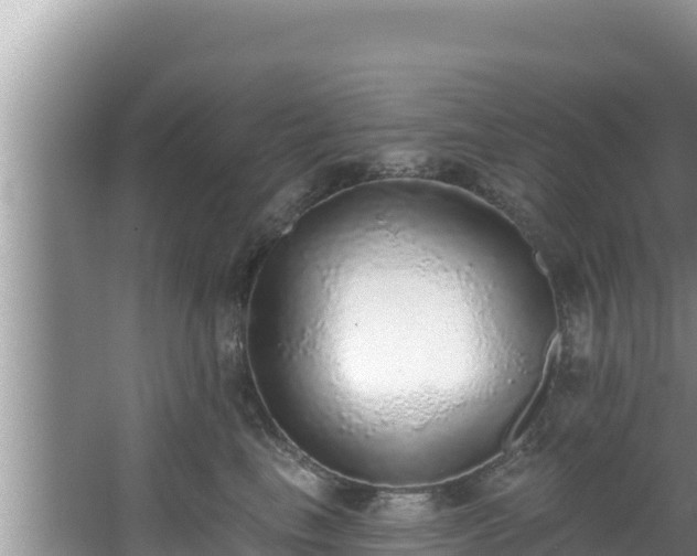 X0000067900665200604171404