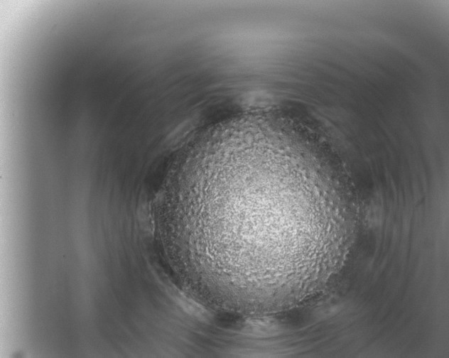 X0000067900666200604171404