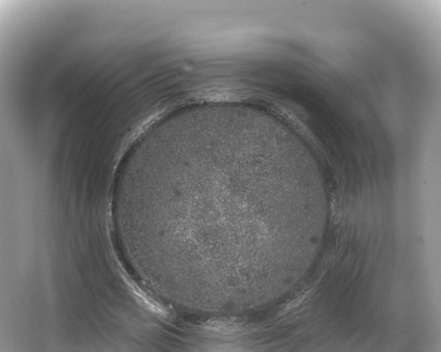 X0000067900725200604171402