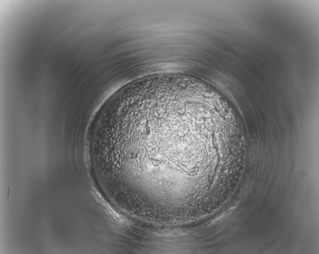 X0000067900835200604171401