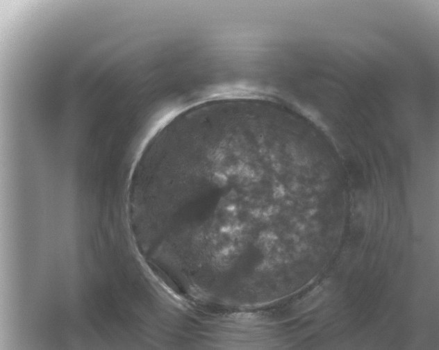 X0000067901463200604171350