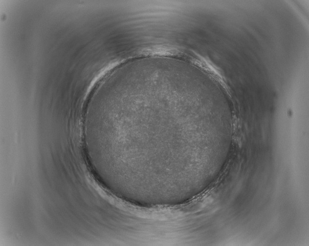 X0000067900012200604201346