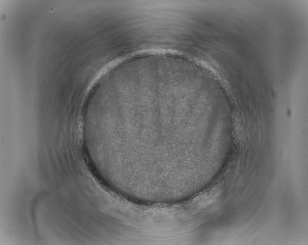 X0000067900016200604201346