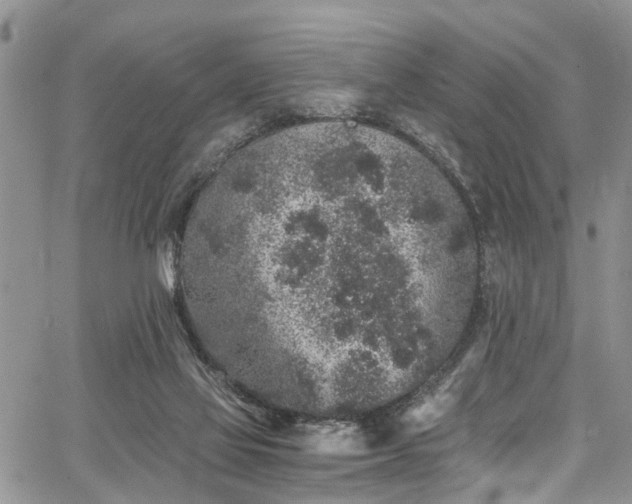 X0000067900069200604201345