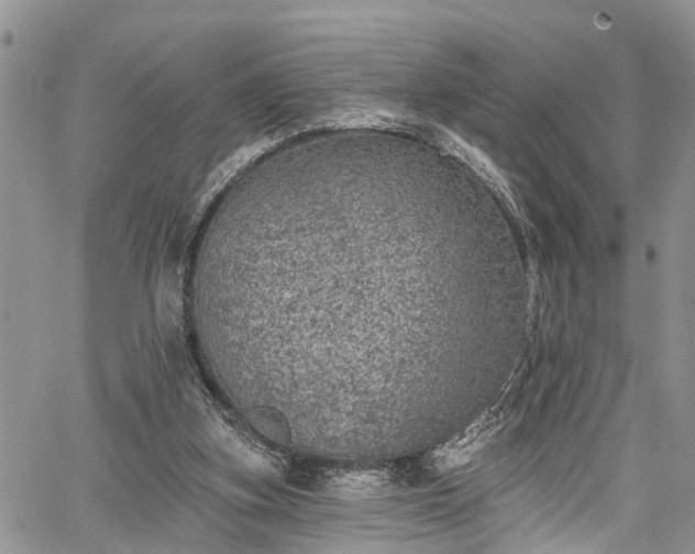 X0000067900155200604201344