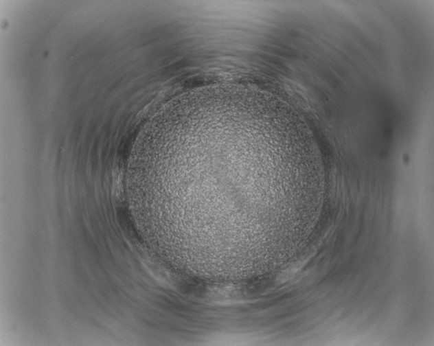 X0000067900177200604201344