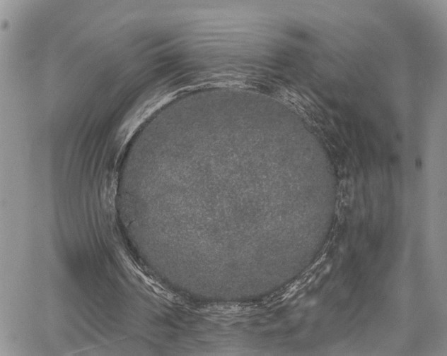 X0000067900194200604201343