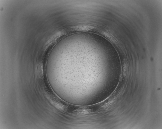 X0000067900254200604201342