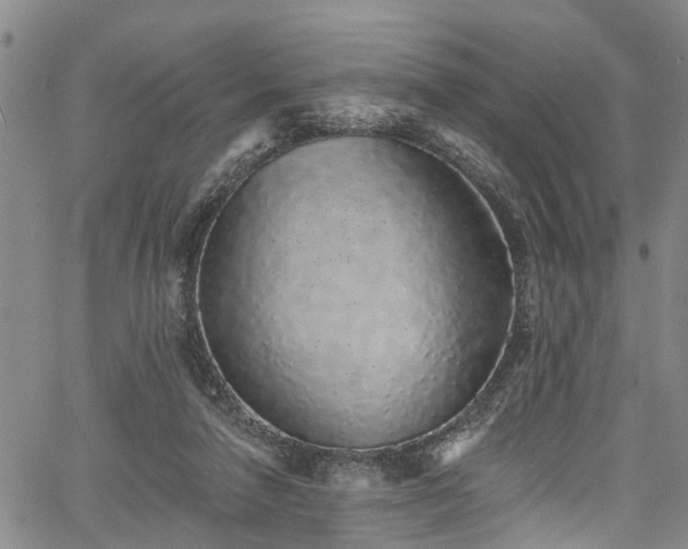 X0000067900258200604201342