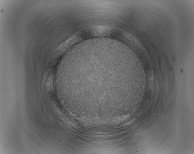 X0000067900266200604201342