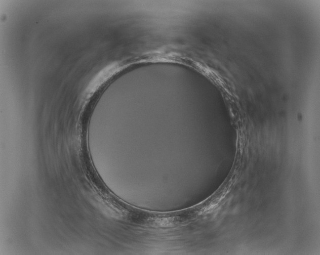 X0000067900295200604201342