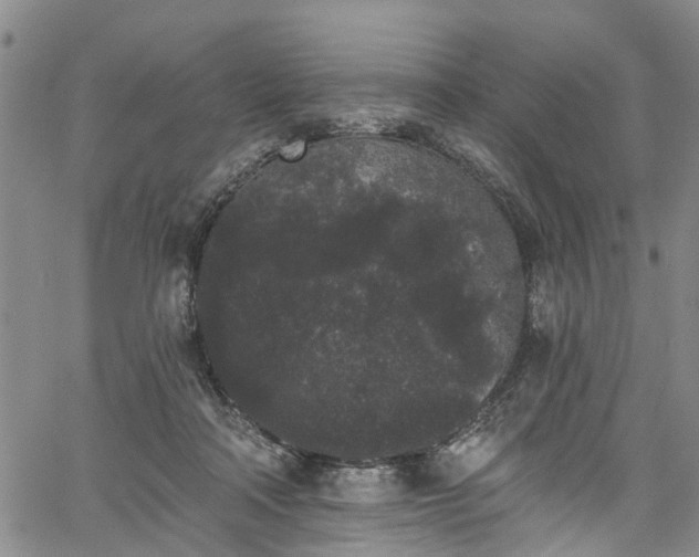 X0000067900314200604201341