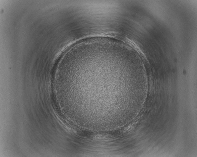 X0000067900346200604201340