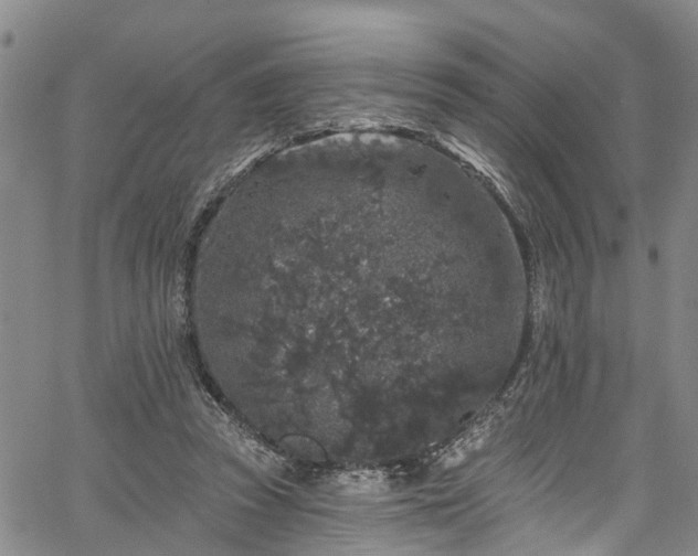 X0000067900353200604201341