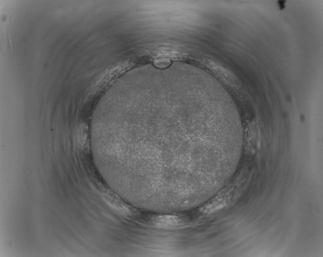 X0000067900361200604201341