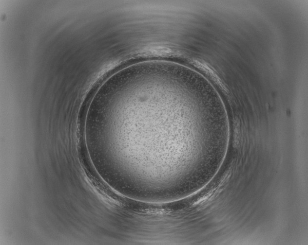 X0000067900439200604201339