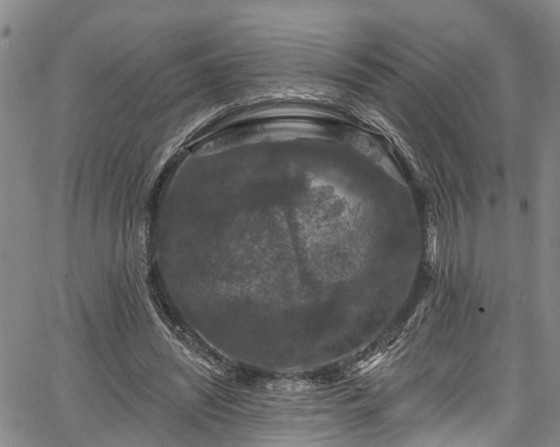 X0000067900444200604201339