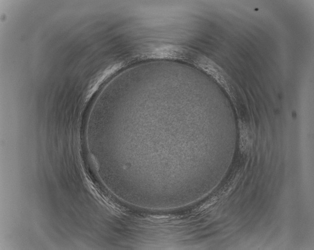 X0000067900482200604201339