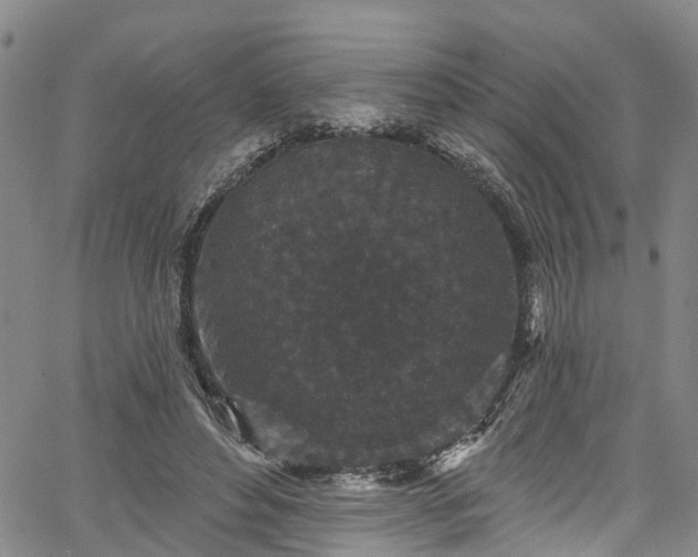 X0000067900496200604201338