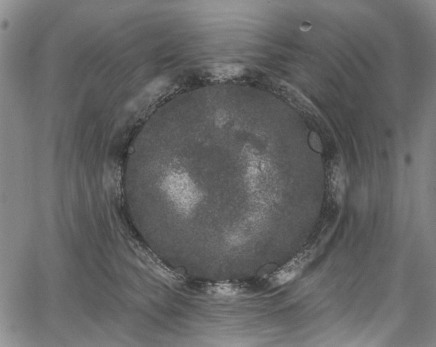 X0000067900565200604201338