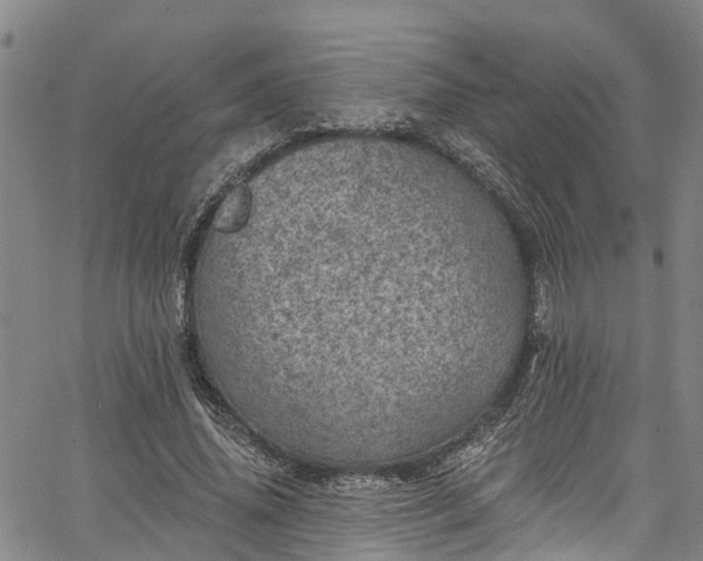 X0000067900636200604201336