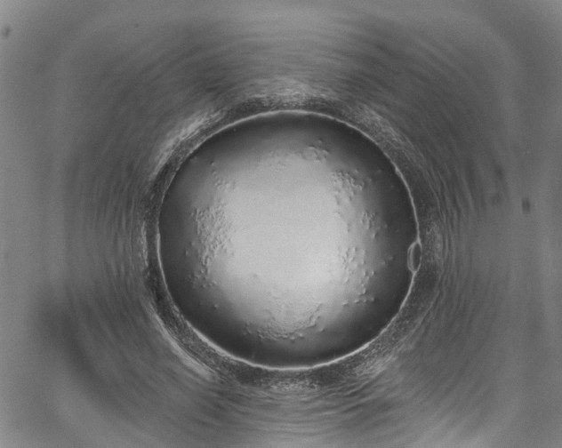 X0000067900638200604201336