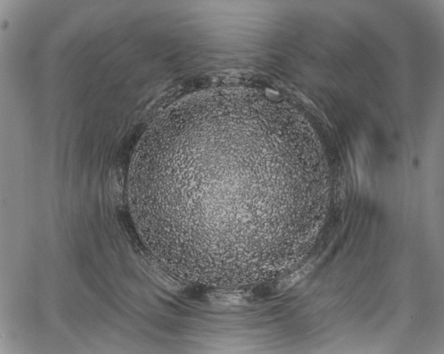 X0000067900661200604201336