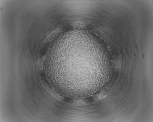 X0000067900666200604201336