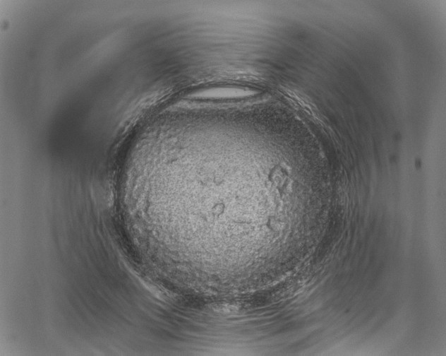 X0000067900687200604201335