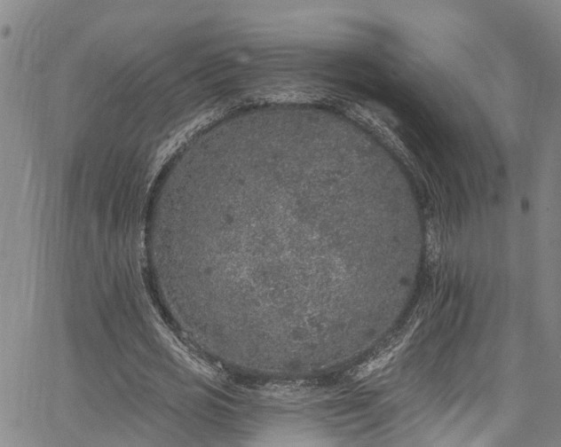 X0000067900725200604201334