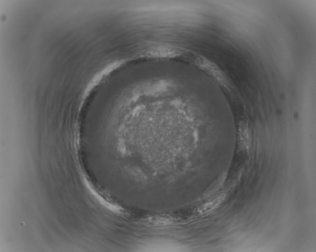 X0000067900726200604201334