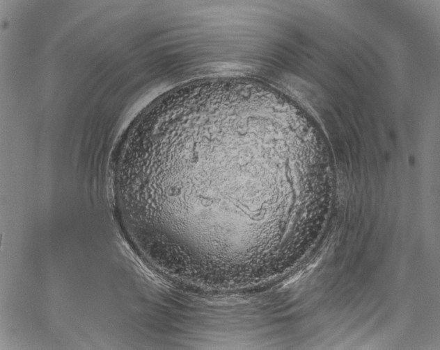 X0000067900835200604201333