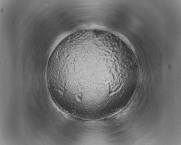 X0000067900863200604201333