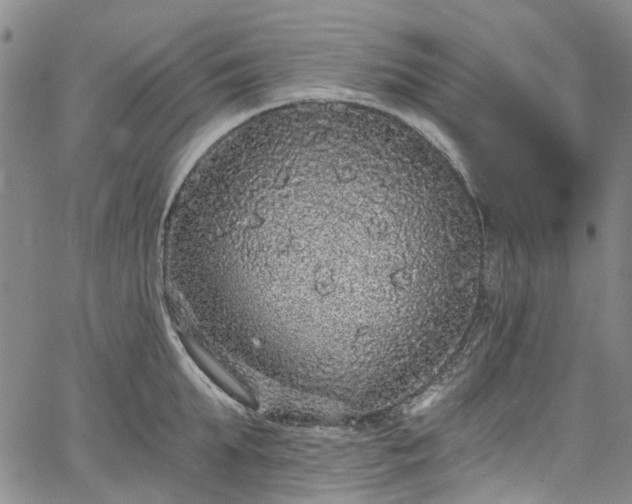 X0000067900903200604201332