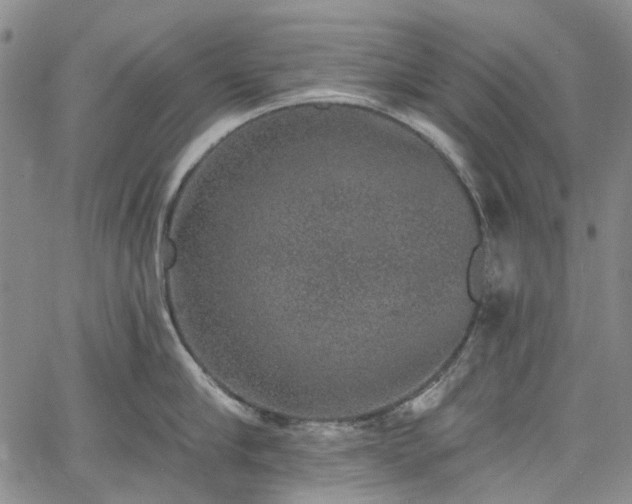 X0000067900910200604201331