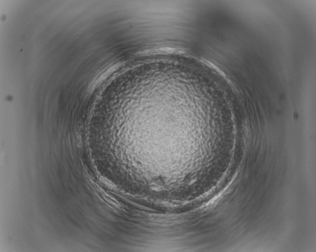 X0000067900921200604201331