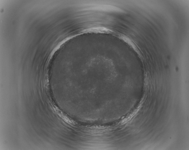 X0000067900923200604201331