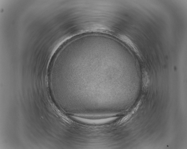 X0000067900924200604201331